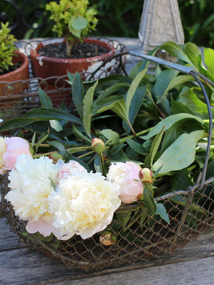 Garden & Potting Shed