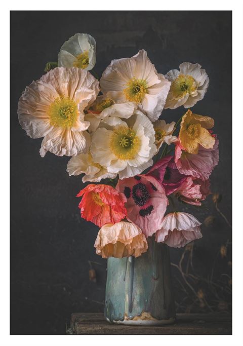 Puhoi Farmhouse Cards