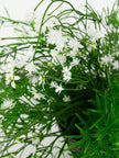 Babies Breath Trailing Potted Bush-White