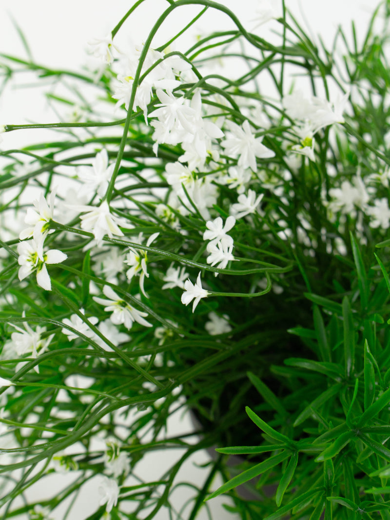 Babies Breath Trailing Potted Bush-White