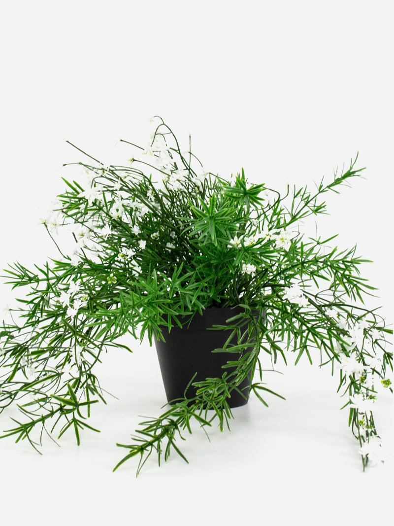 Babies Breath Trailing Potted Bush-White