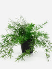 Babies Breath Trailing Potted Bush-White