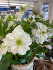 AA - Tall Christmas Rose - Cream
