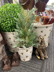 Potted Cypress Tree by French Country Collections