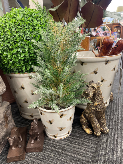 Potted Cypress Tree by French Country Collections