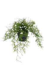 Babies Breath Trailing Potted Bush-White