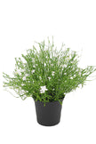 Babies Breath Potted Bush-Various Colours
