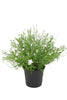 Babies Breath Potted Bush-Various Colours
