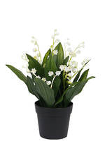 Lily of the Valley Potted Plant
