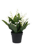 Lily of the Valley Potted Plant