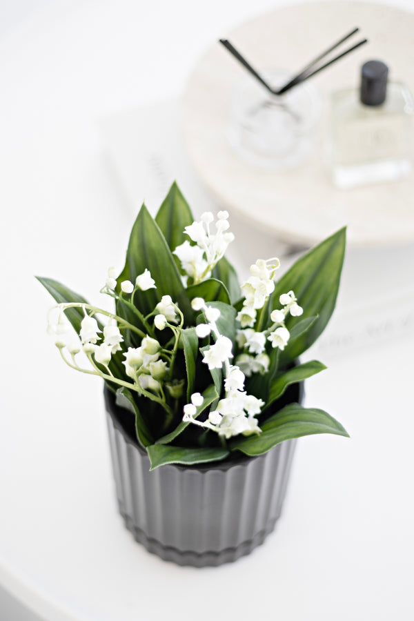Lily of the Valley Potted Plant