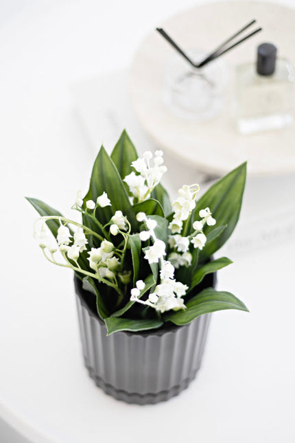 Lily of the Valley Potted Plant