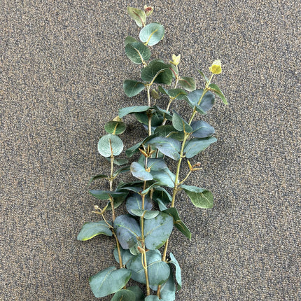 AA - Tall Eucalyptus Spray Dark