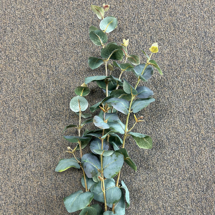 AA - Tall Eucalyptus Spray Dark