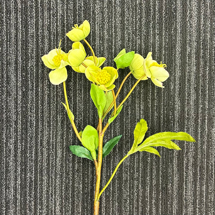 AA - Winter Rose (WRS)