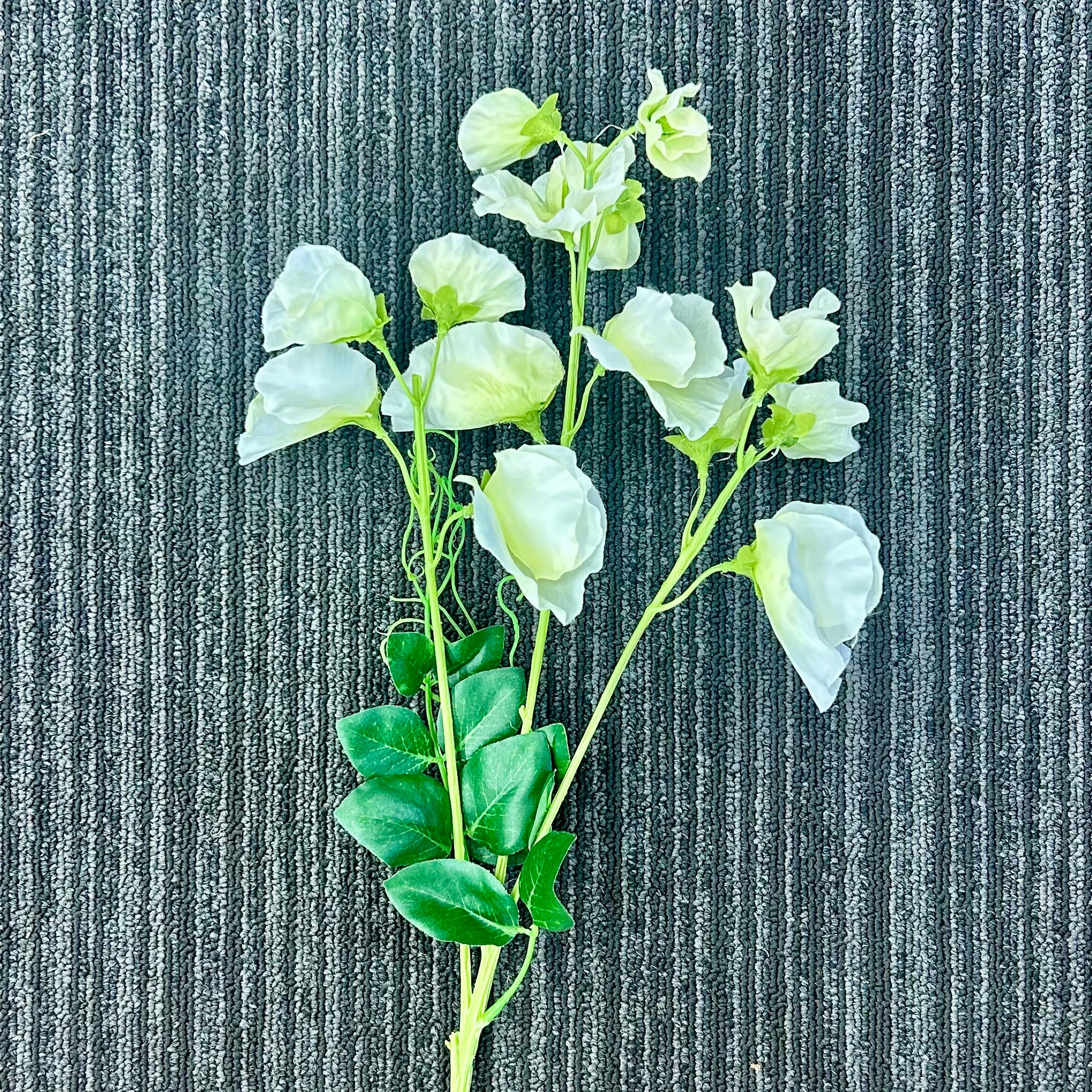 AA - Tall Sweetpea White TSW