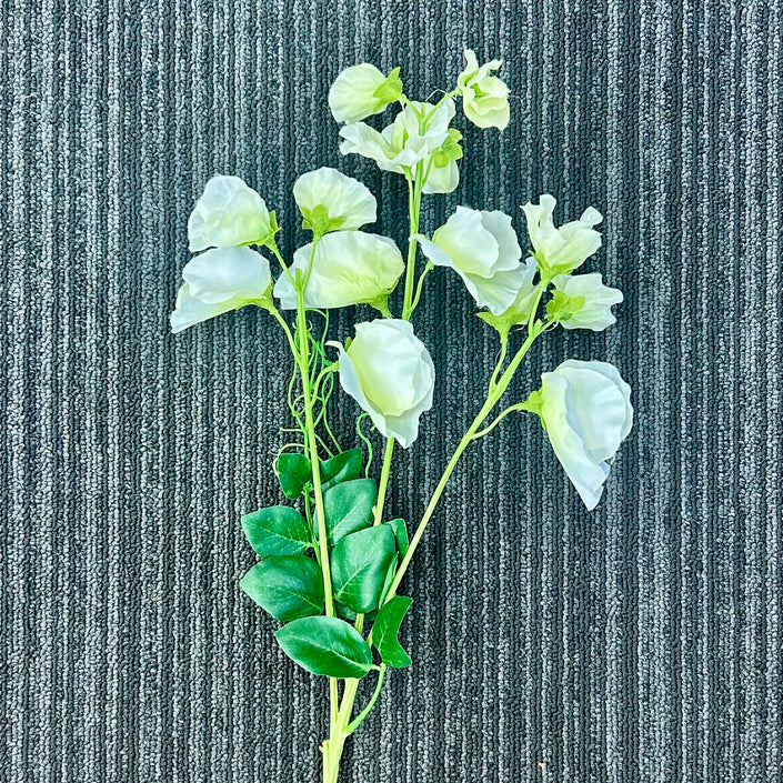 AA - Tall Sweetpea White TSW