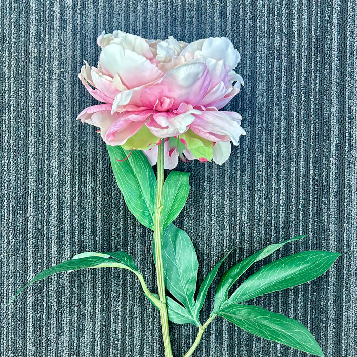 AA - Regal Peony Large