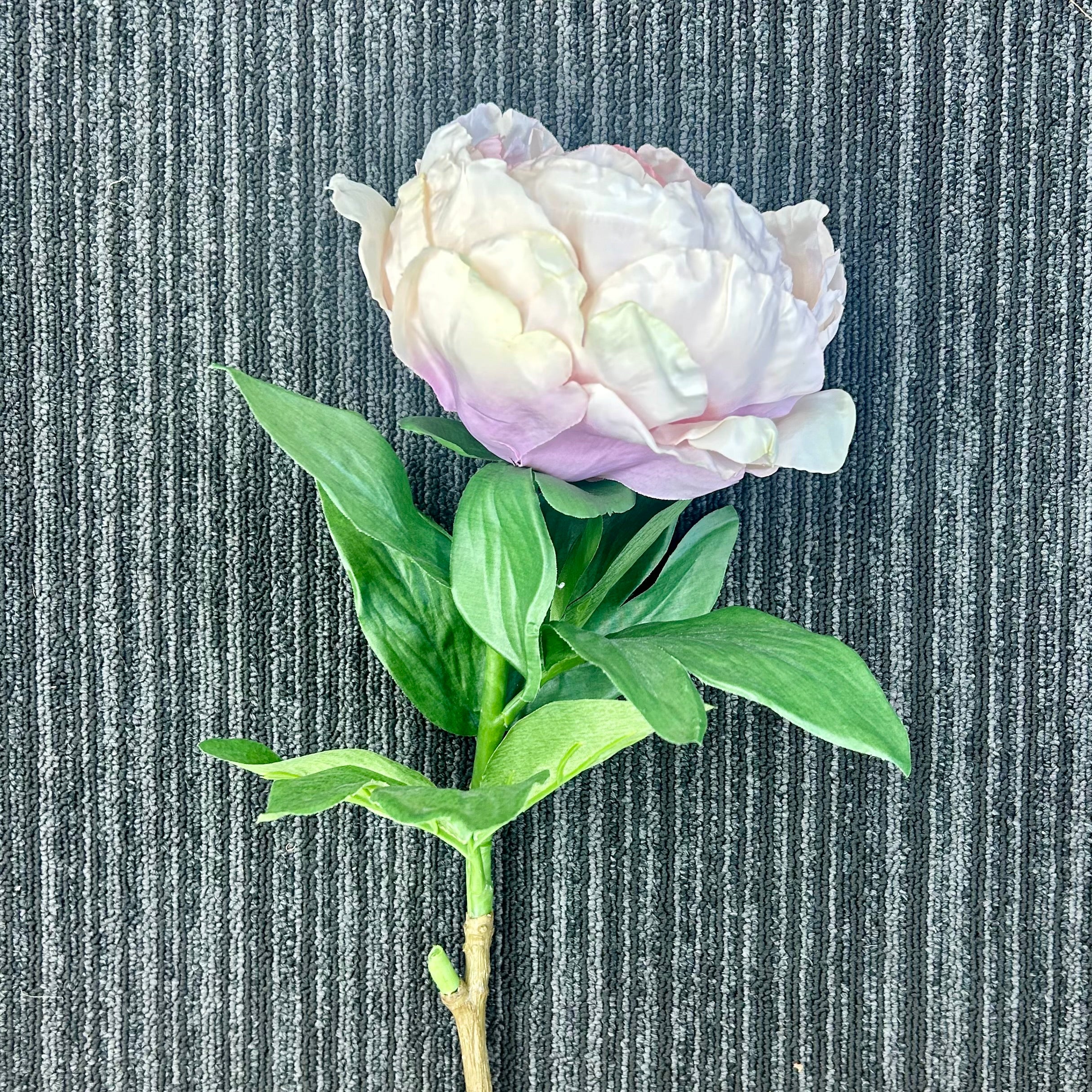AA - Queen Peony Large