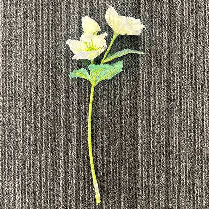 AA - Christmas Rose Cutting - White