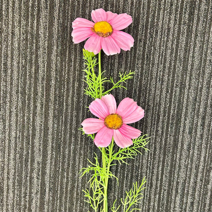 AA - Large Cosmos Spray