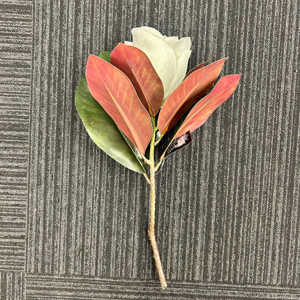 AA - Short Stem Magnolia