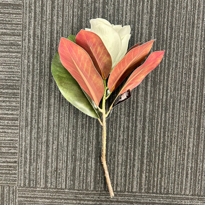 AA - Short Stem Magnolia