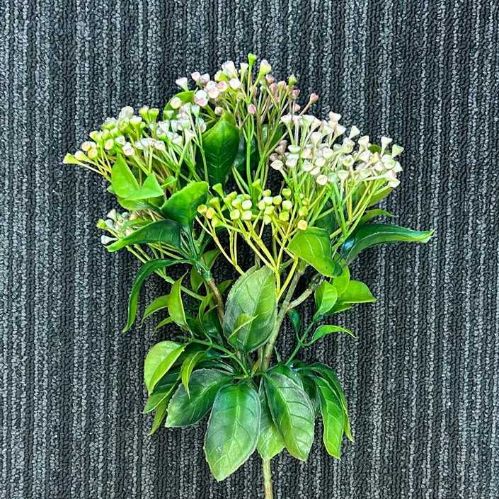 AA - Erica Berry Bush