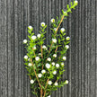 Boxwood Cherry Spray White