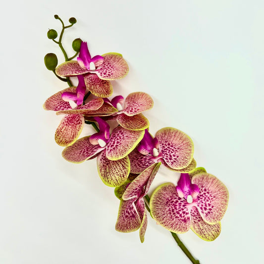 Rose Orchid - Villa Styles