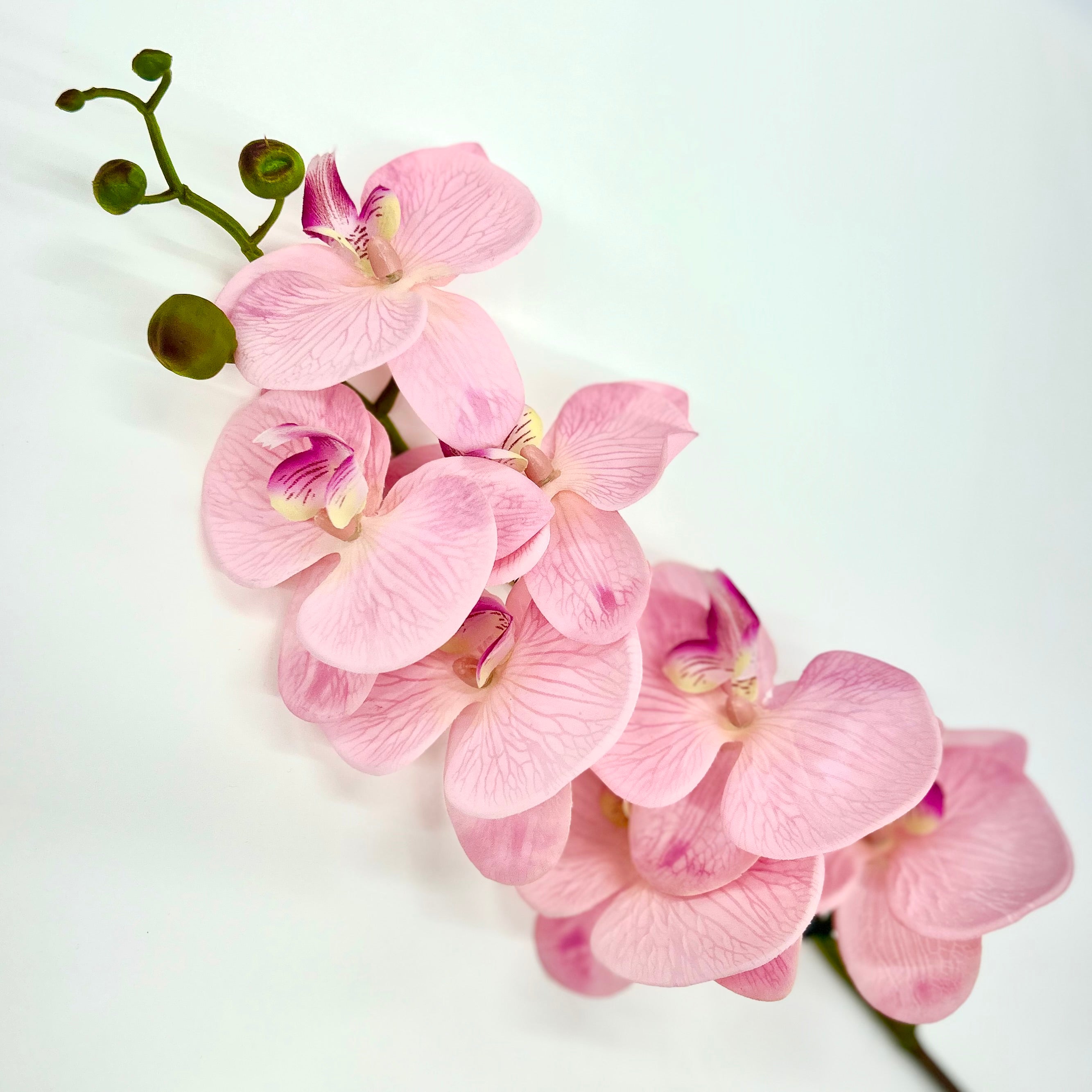 Blush Orchid - Villa Styles