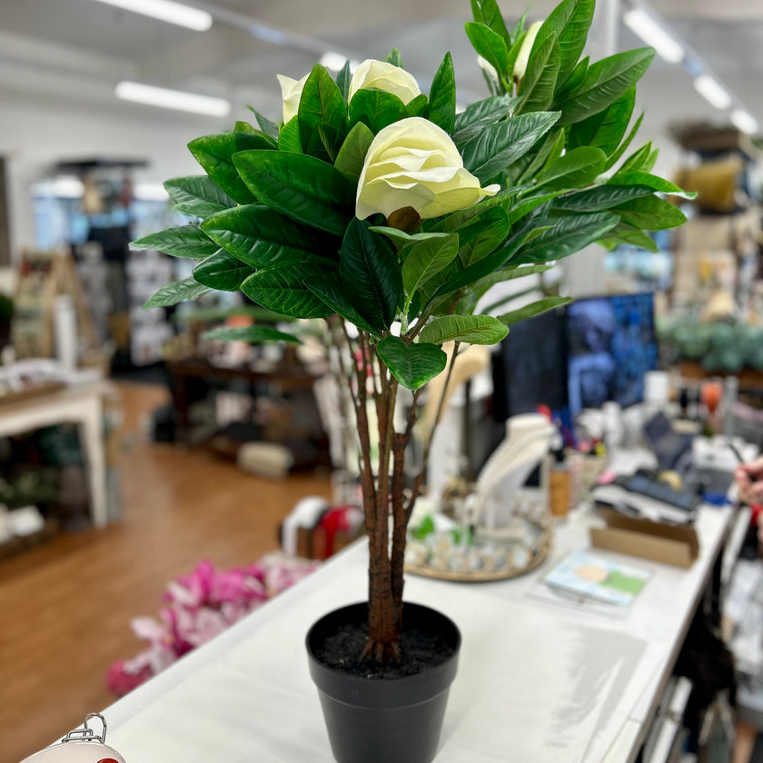 Magnolia Potted Tree