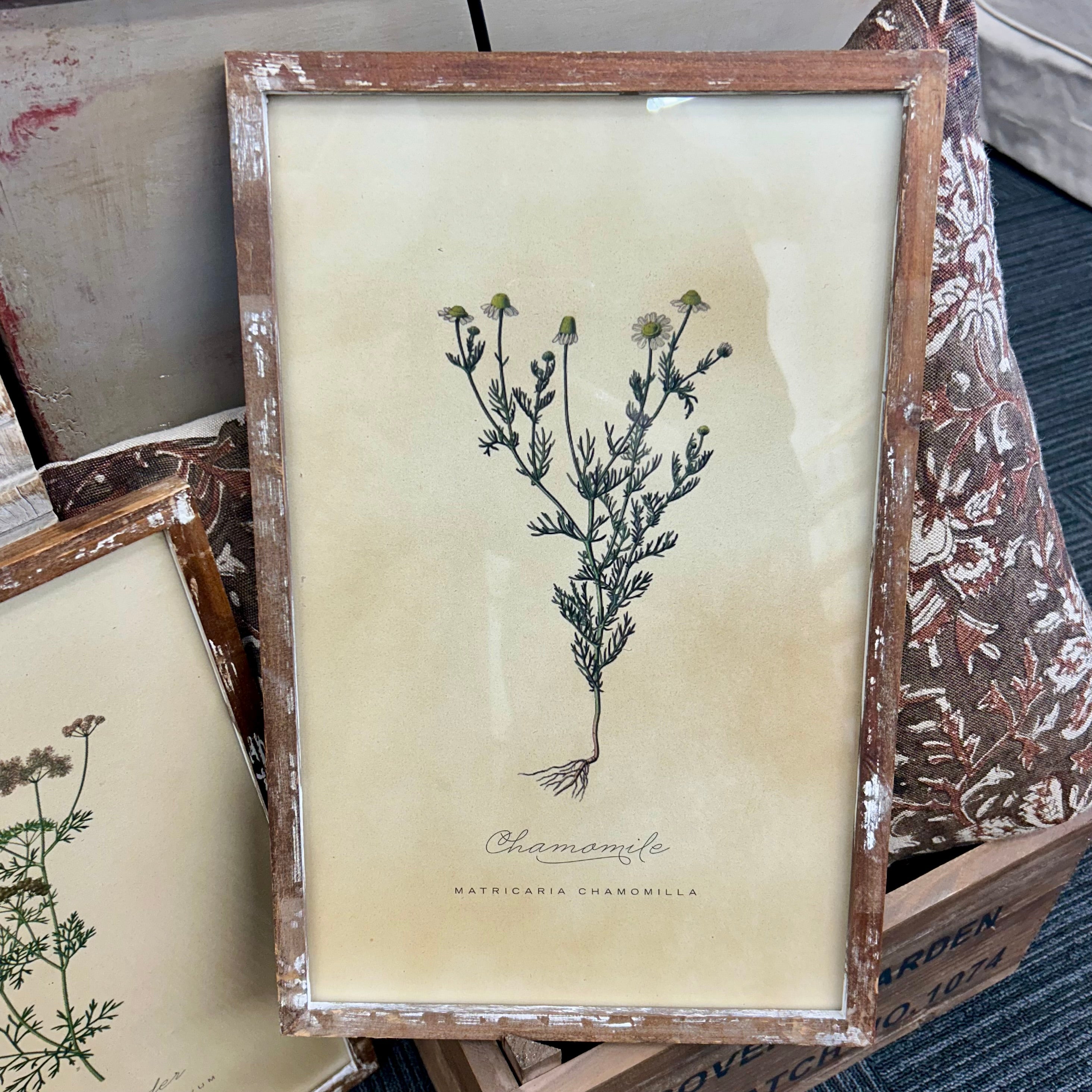 Vintage Inspired Framed Herb Print