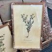 Vintage Inspired Framed Herb Print