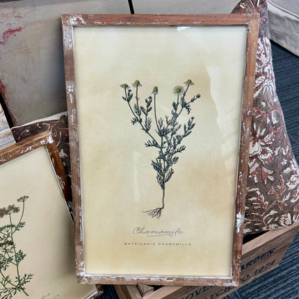 Vintage Inspired Framed Herb Print