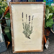 Vintage Inspired Framed Herb Print