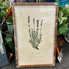 Vintage Inspired Framed Herb Print