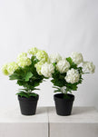 Snowball Potted 40cm-Various Colours