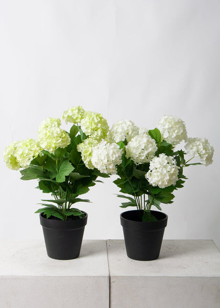 Snowball Potted 40cm-Various Colours