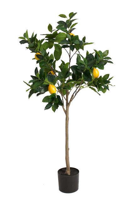 Lemon Topiary Tree in a Pot