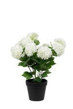 Snowball Potted 40cm-Various Colours