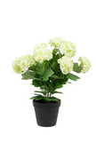 Snowball Potted 40cm-Various Colours