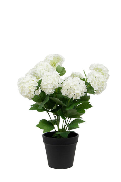 Snowball Potted 40cm-Various Colours