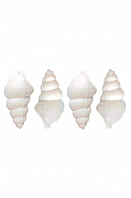 Shell Soap-White