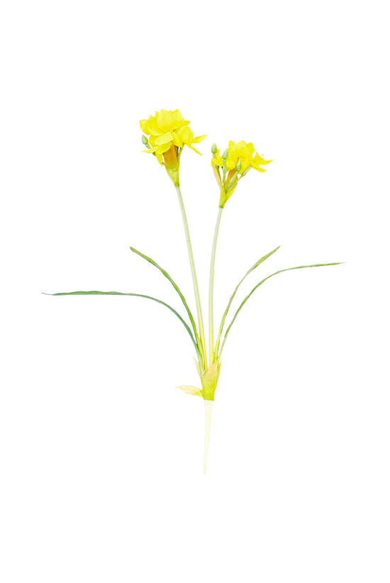 Yellow jonquil