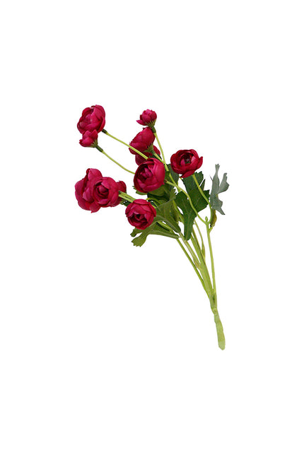 Mini Ranunculous Beauty