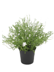 Babies Breath Potted Bush-Various Colours