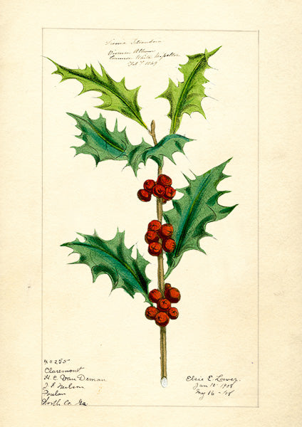 Madame Treacle Christmas Cards