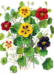 The Illustrated Bouquet Nasturtium Greeting Card