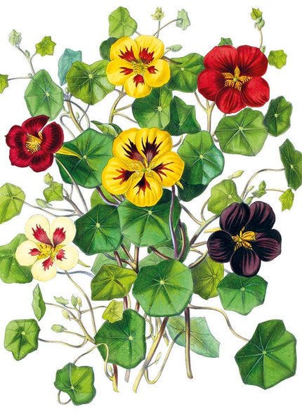 The Illustrated Bouquet Nasturtium Greeting Card